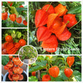 Semillas de Physalis Peruviana Golden Berry Semillas de Aguaymanto