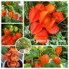 Semillas de Physalis Peruviana Golden Berry Semillas de Aguaymanto