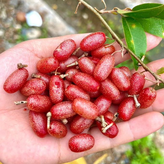 Semillas de Elaeagnus Conferta