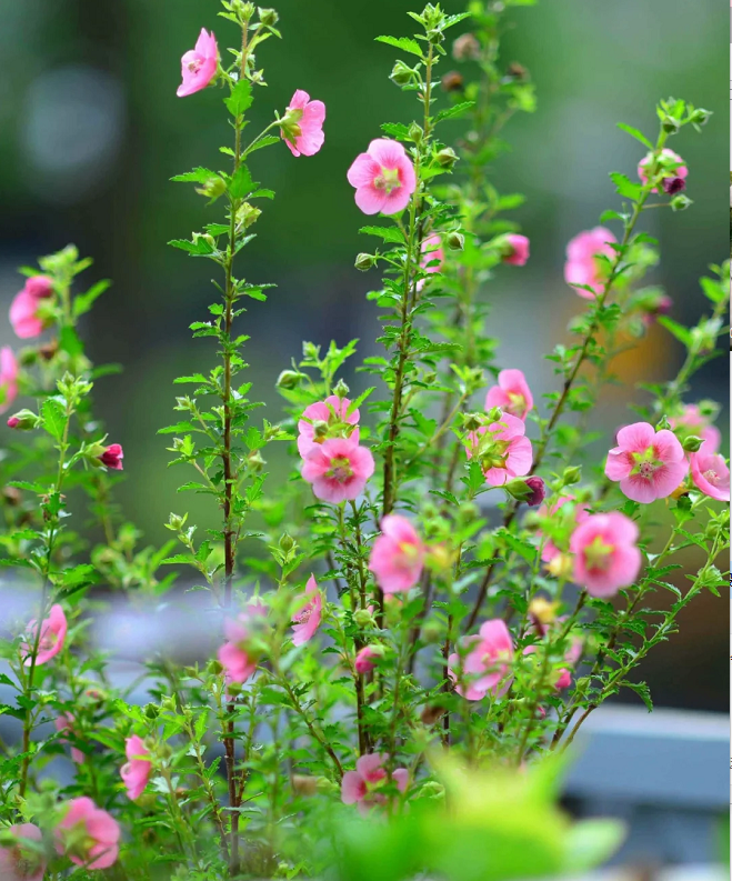 🌸Pequeñas semillas de Hibiscus Syriacus
