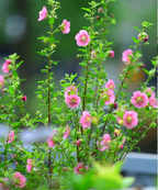 🌸Pequeñas semillas de Hibiscus Syriacus