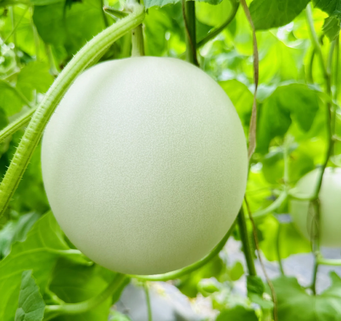Jade Mushroom🍄Semillas de melón🍈
