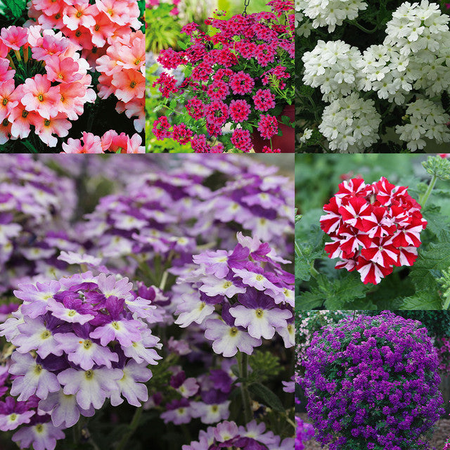 💐Semillas de Verbena de Jardín