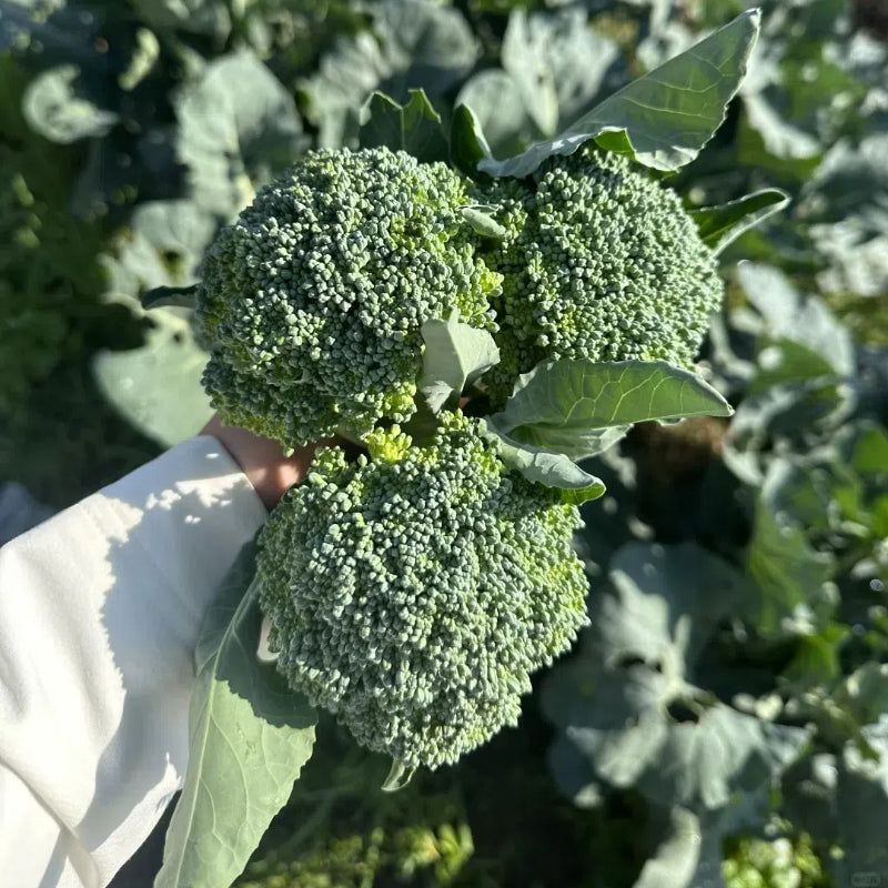 🥦Semillas raras de broccolini