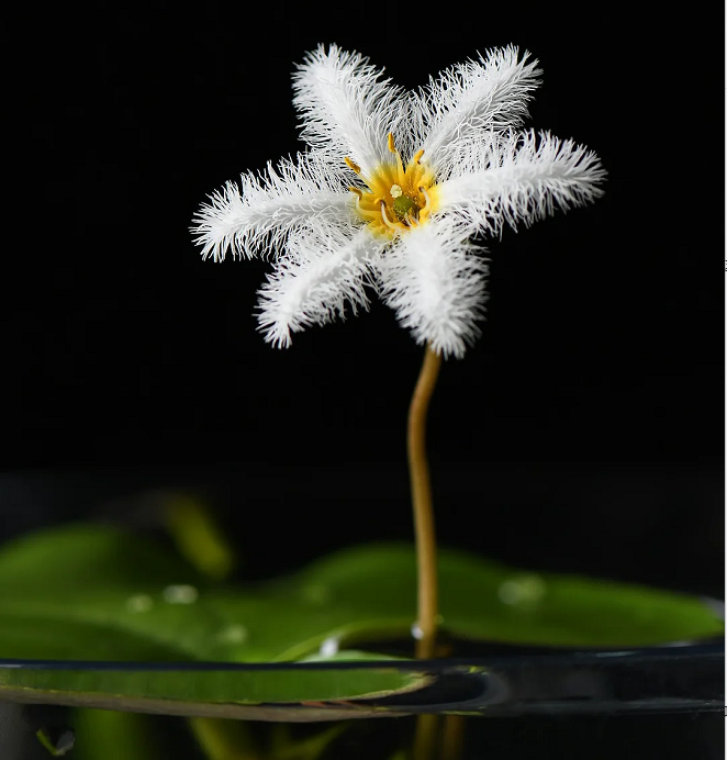 Plantas hidropónicas Copo de Nieve