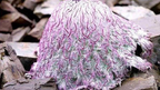 Saussurea medusa Maxim.