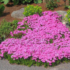 💐Vibrant Tapestry of Color ✨Creeping Phlox Seeds, Shibazakura Seeds