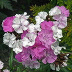 Enano WEE Willie SWEET WILLIAM Mezcla de Colores Semillas de Flores Dianthus Barbatus