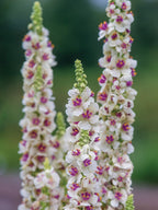 Verbascum Southern Charm Mezclado