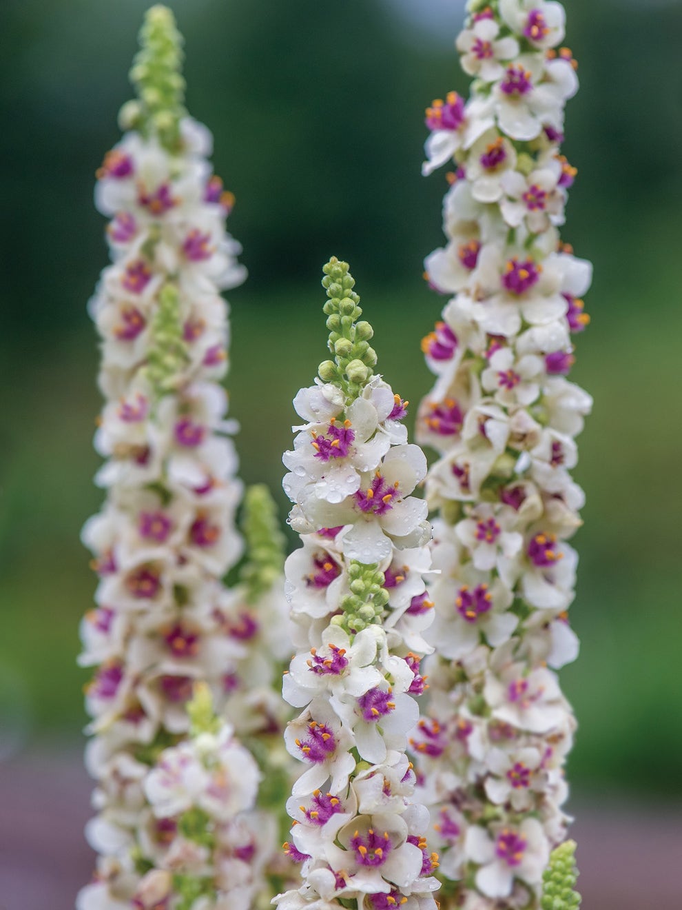 Verbascum Southern Charm Mezclado