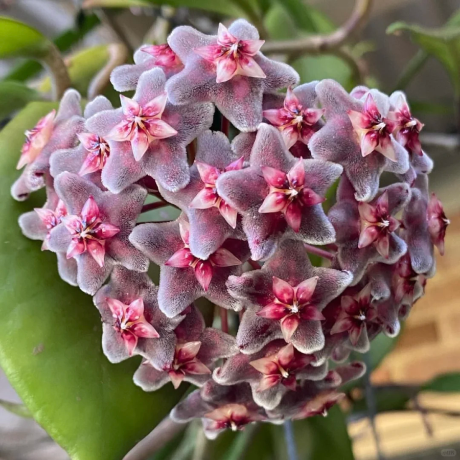 ⭐️Semillas de flores Hoya Carnosa | Bola de flores en forma de estrella