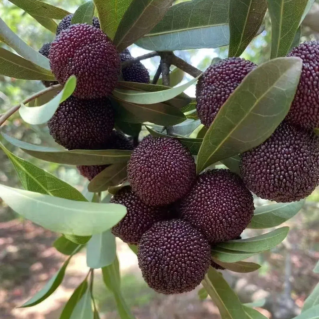 🍒 Semillas de Arrayán Perla Negra Gigante