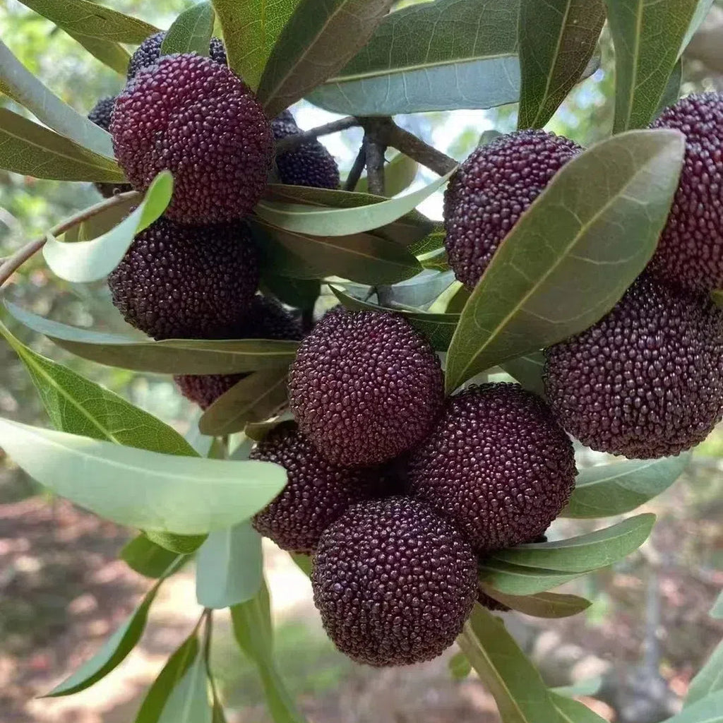 Black Bayberry Seeds