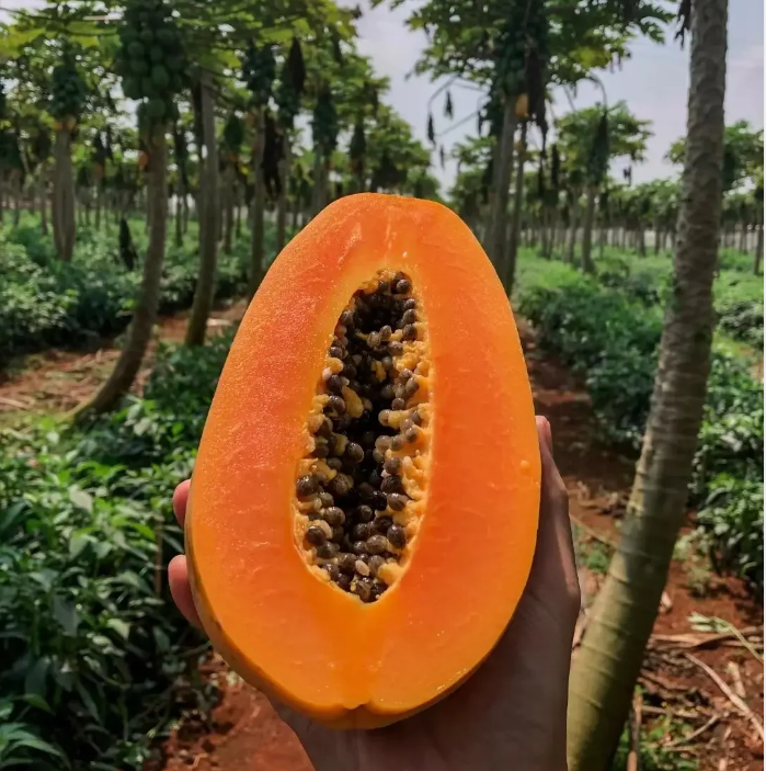 Semillas de papaya cremosas doradas