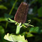 CONOFLOR OCCIDENTAL Rudbeckia Occidentalis Green Wizard también conocido como Semillas de Hierba de Flor Negra de Chocolate Sin Rayos