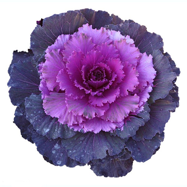 Semillas de col rizada morada
