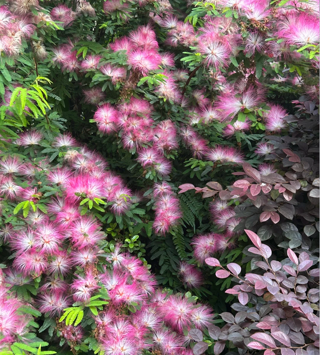 Flor de Albizia julibrissin