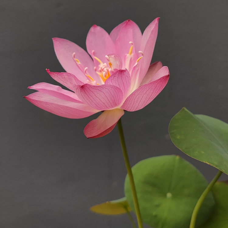 Loto de cuenco: Abrazando el Zen a través de sus flores
