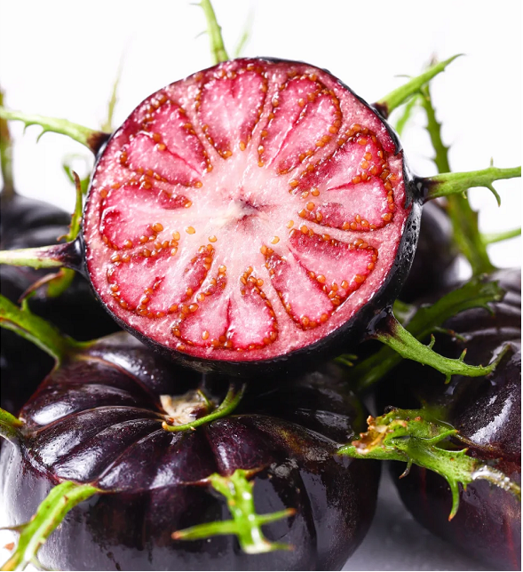 Semillas de ginseng de frutas rojas-Fruta araña
