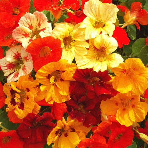TROPAEOLUM MAJUS NANUM MEZCLA SIMPLE