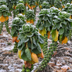Brussels Sprout Seeds - Rare Heirloom Brussel Sprout Seeds