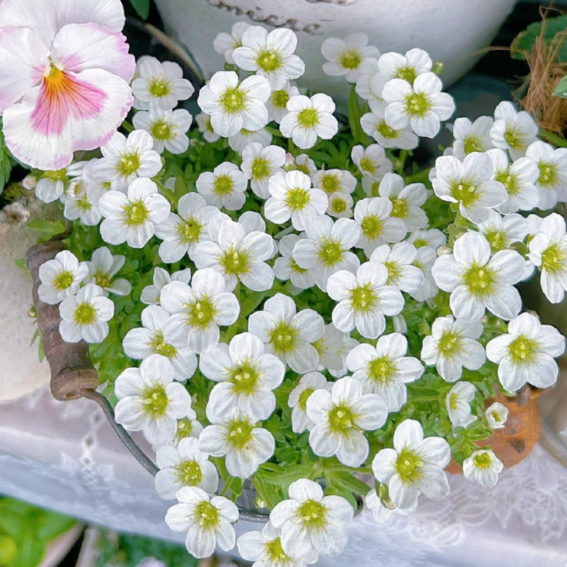 Semillas de Saxifraga Stolonifera