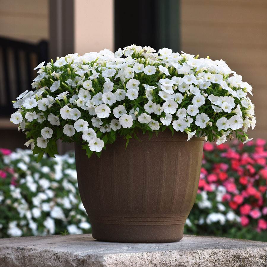 Semillas de Petunia Blanca Shock Wave