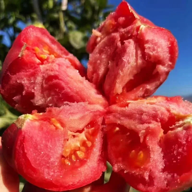 Semillas de tomate Hair Pink