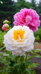 Black Beauty Peony Flower Seeds