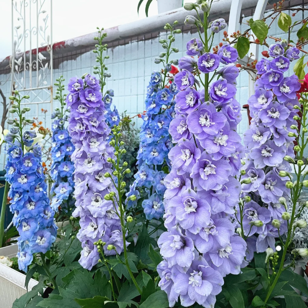 🌼Semillas de Delphinium de Flores Grandes
