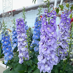 🌼Semillas de Delphinium de Flores Grandes
