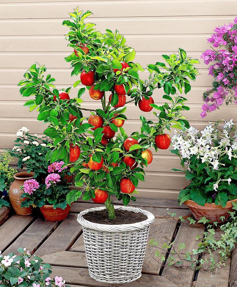 Semillas de Manzano Columnar Scarlet Sentinel