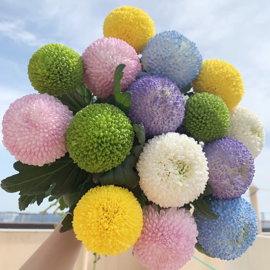 🏵️Semillas de Crisantemo Ping Pong Multicolor