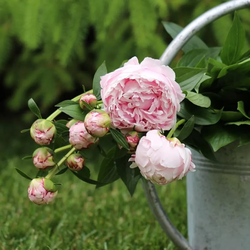 🔥ÚLTIMO DÍA 45% DE DESCUENTO🌺LA REINA DE LAS FLORES—PEONÍAS DE PÉTALOS DOBLES