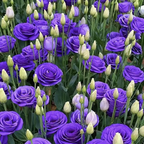 💐Lisianthus – Timeless Beauty, Everlasting Love💫