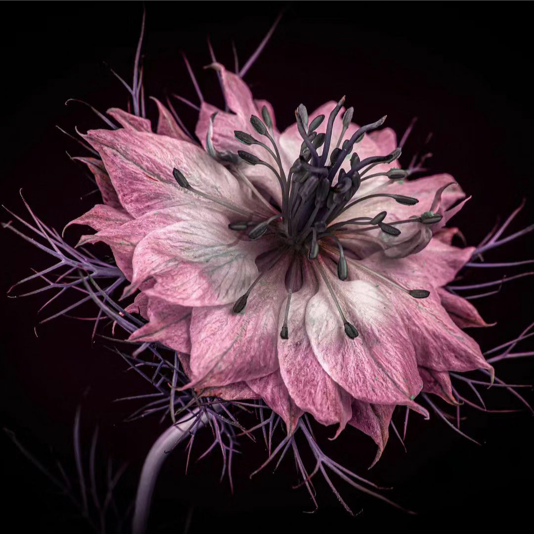 Nigella Sativa-Amor en la Niebla