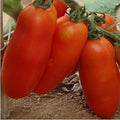 Racimos de plátanos Semillas de tomate Semillas orgánicas de vegetales Bonsái
