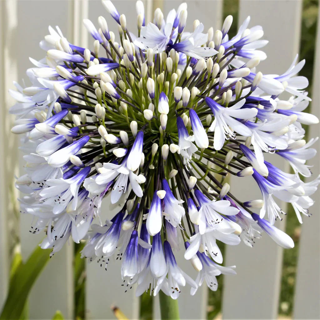 🎁Oferta de Año Nuevo🎁Agapanthus ‘Twister’