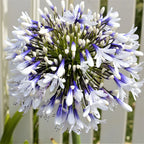 🎁Oferta de Año Nuevo🎁Agapanthus ‘Twister’