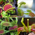 VENUS FLYTRAP SEEDS, PLANT SEEDS, INSECTIVOROUS PLANT, 100 SEEDS