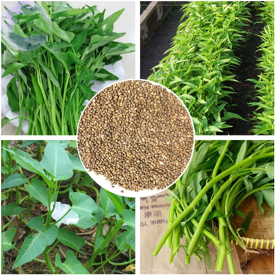 Three-Pronged Water Spinach Seeds
