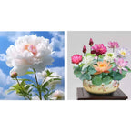 🔥ÚLTIMO DÍA 45% DE DESCUENTO🌺LA REINA DE LAS FLORES—PEONÍAS DE PÉTALOS DOBLES