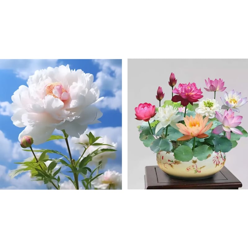 🔥ÚLTIMO DÍA 45% DE DESCUENTO🌺LA REINA DE LAS FLORES—PEONÍAS DE PÉTALOS DOBLES