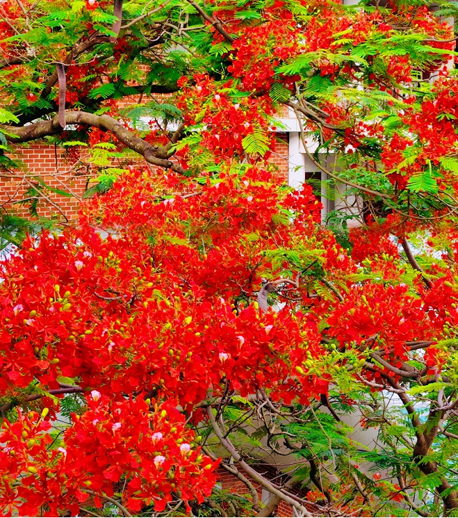 Semillas de Flamboyán