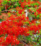 Semillas de Flamboyán