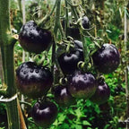 Semillas Raras de Tomate Negro