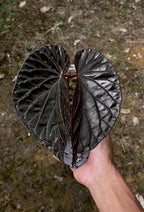 Singularidad de Begonia Black Blood