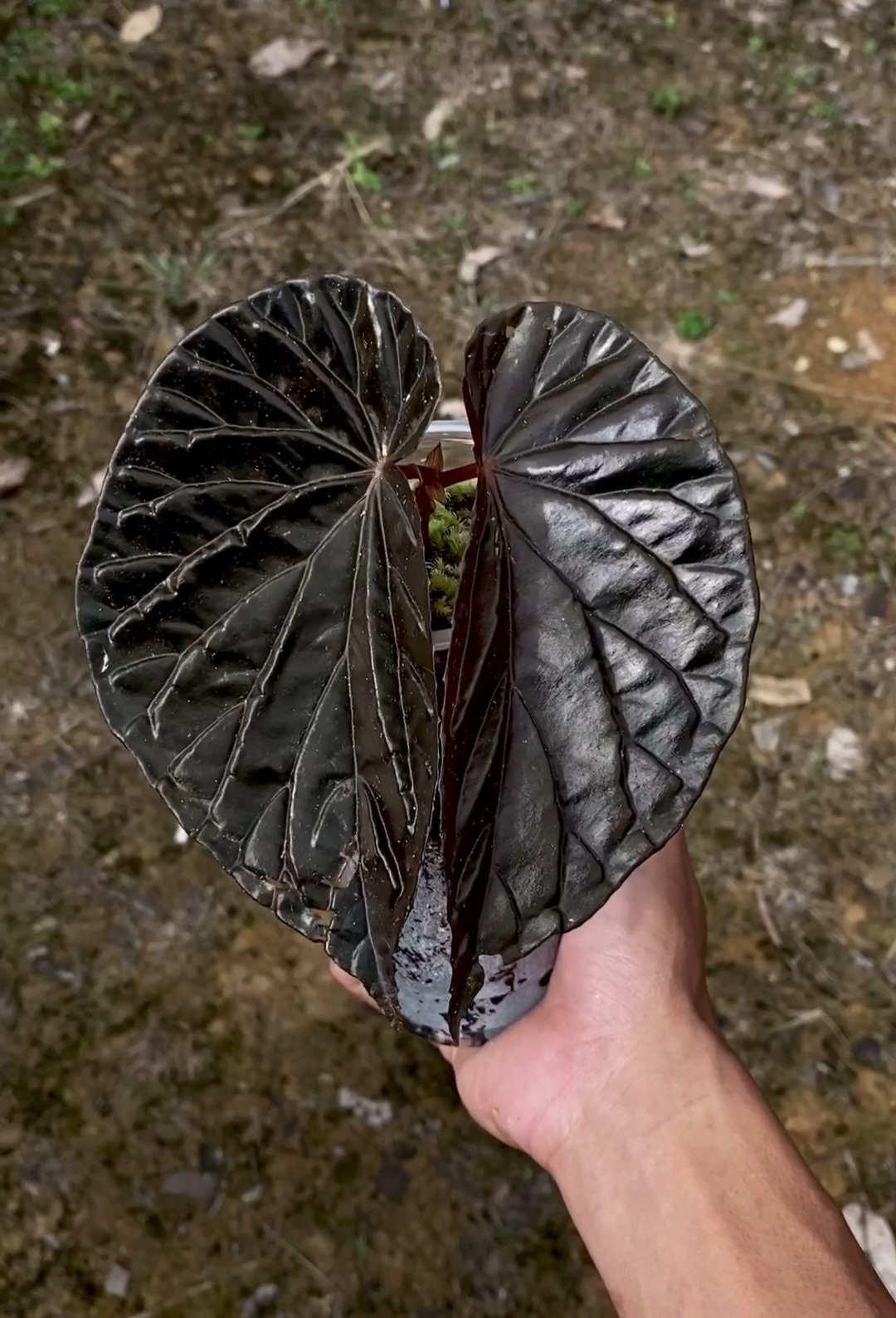 Singularidad de Begonia Black Blood