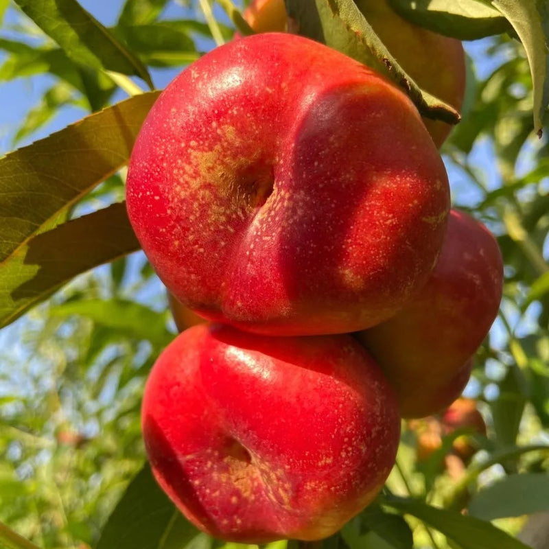 Semillas planas de nectarina