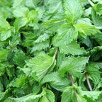 Spearmint Seeds